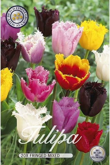Tulip Franstulpan Mix 20-pak
